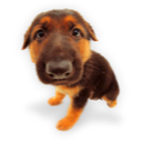 Puppy (7) icon